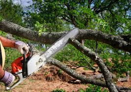 Reliable Port Reading, NJ  Tree Services Solutions