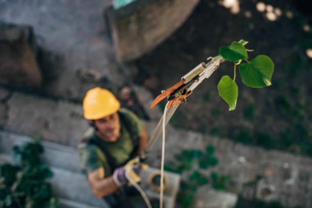 Why Choose Our Tree Removal Services in Port Reading, NJ?